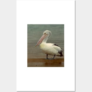 Pelican on the beach Posters and Art